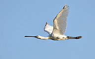 01 Eurasian spoonbill (Platalea leucorodia)